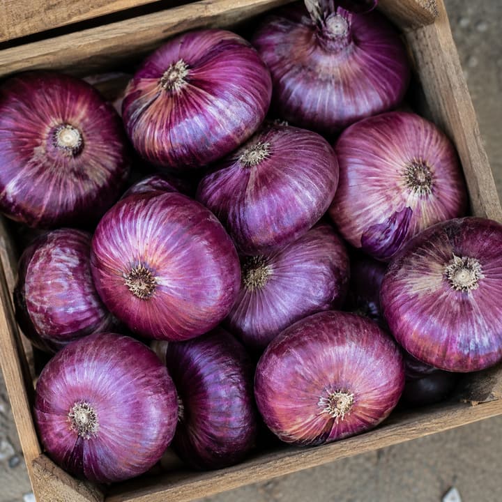 Лук ялтинский