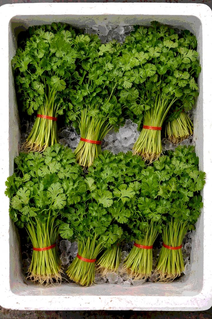 Кинза